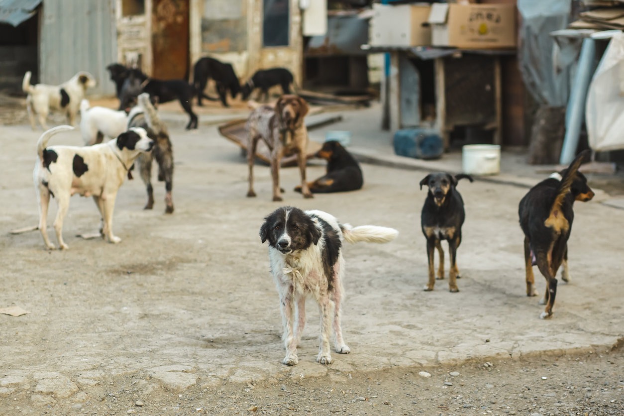 Chiens errants et risques sanitaires : L’autre enjeu estival au Maroc